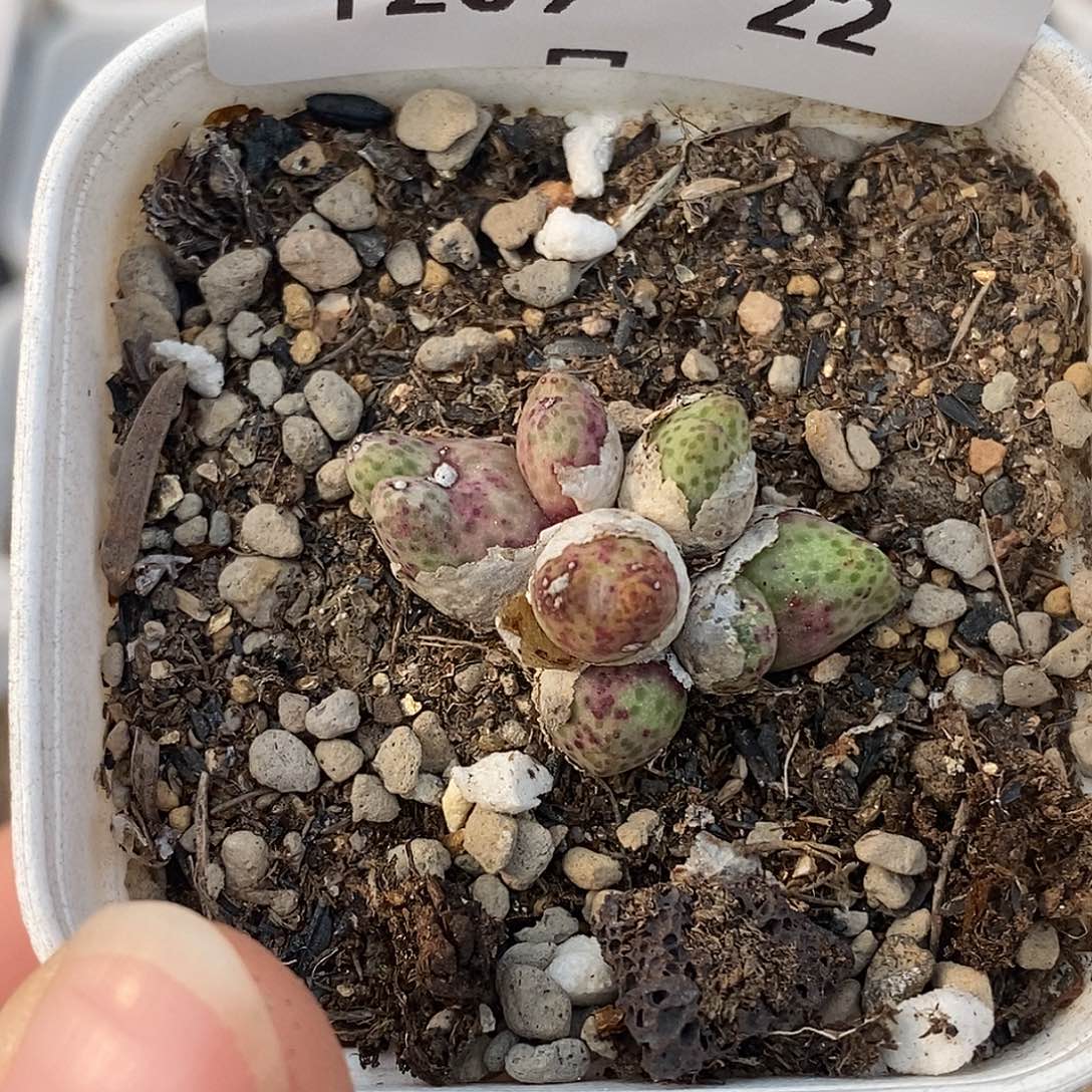 1209-22-粉斑马伤。    