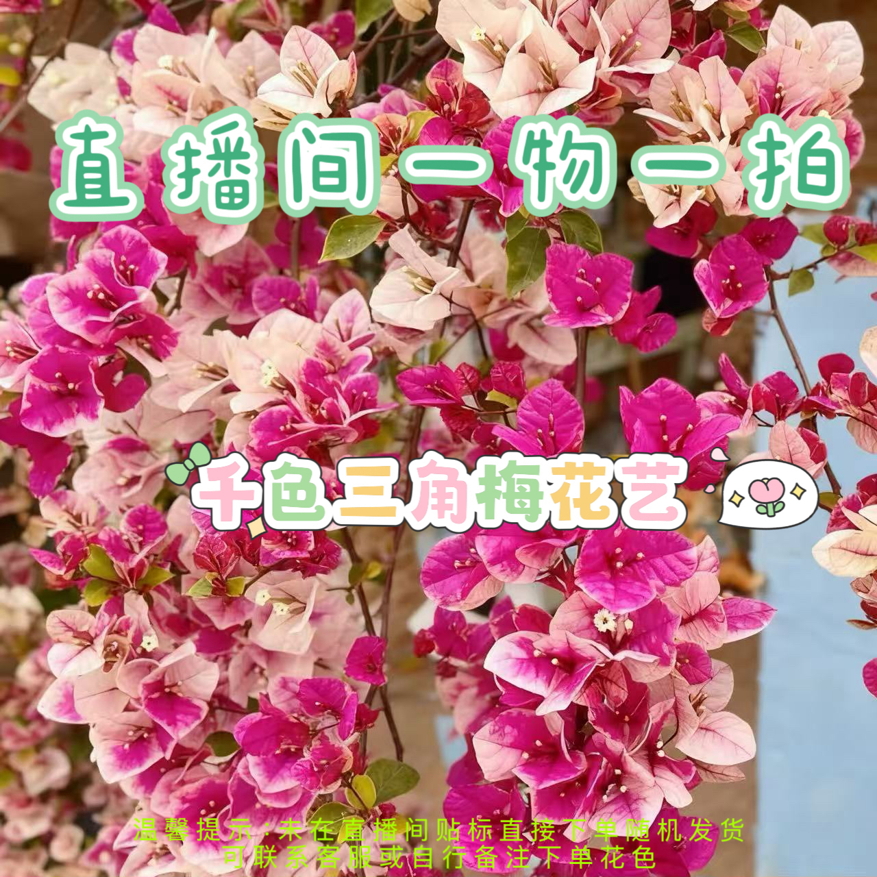 三角梅四季开花盆景绿植盆栽以直播间展示为准基地直发一物一拍