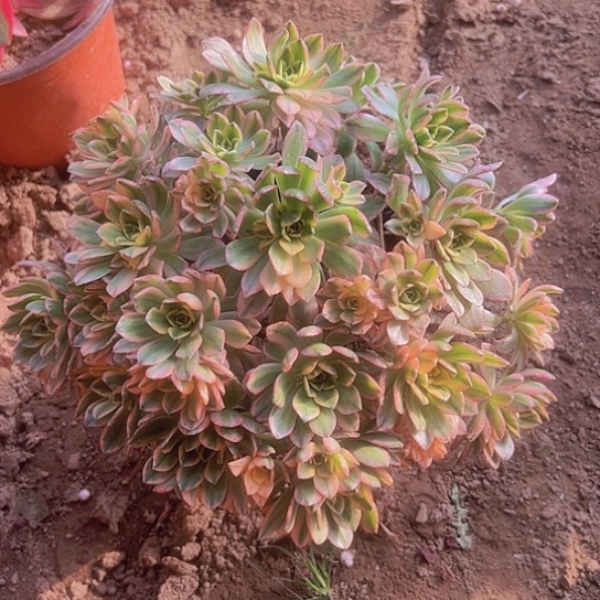 甜茶3颗包邮福利