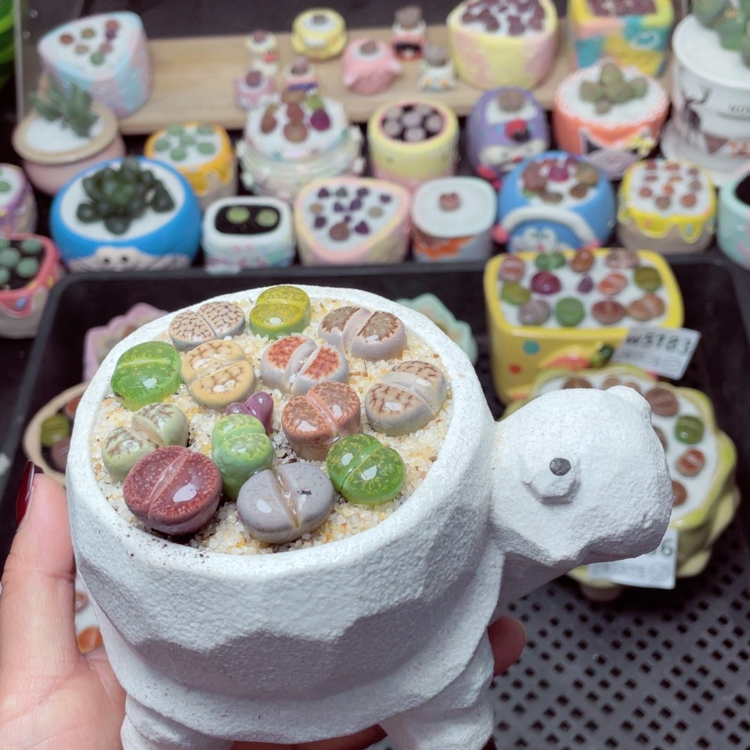 w 5189 -零下地区拍保温箱-15支持寄养