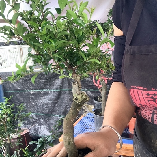 无花朵四季果。   