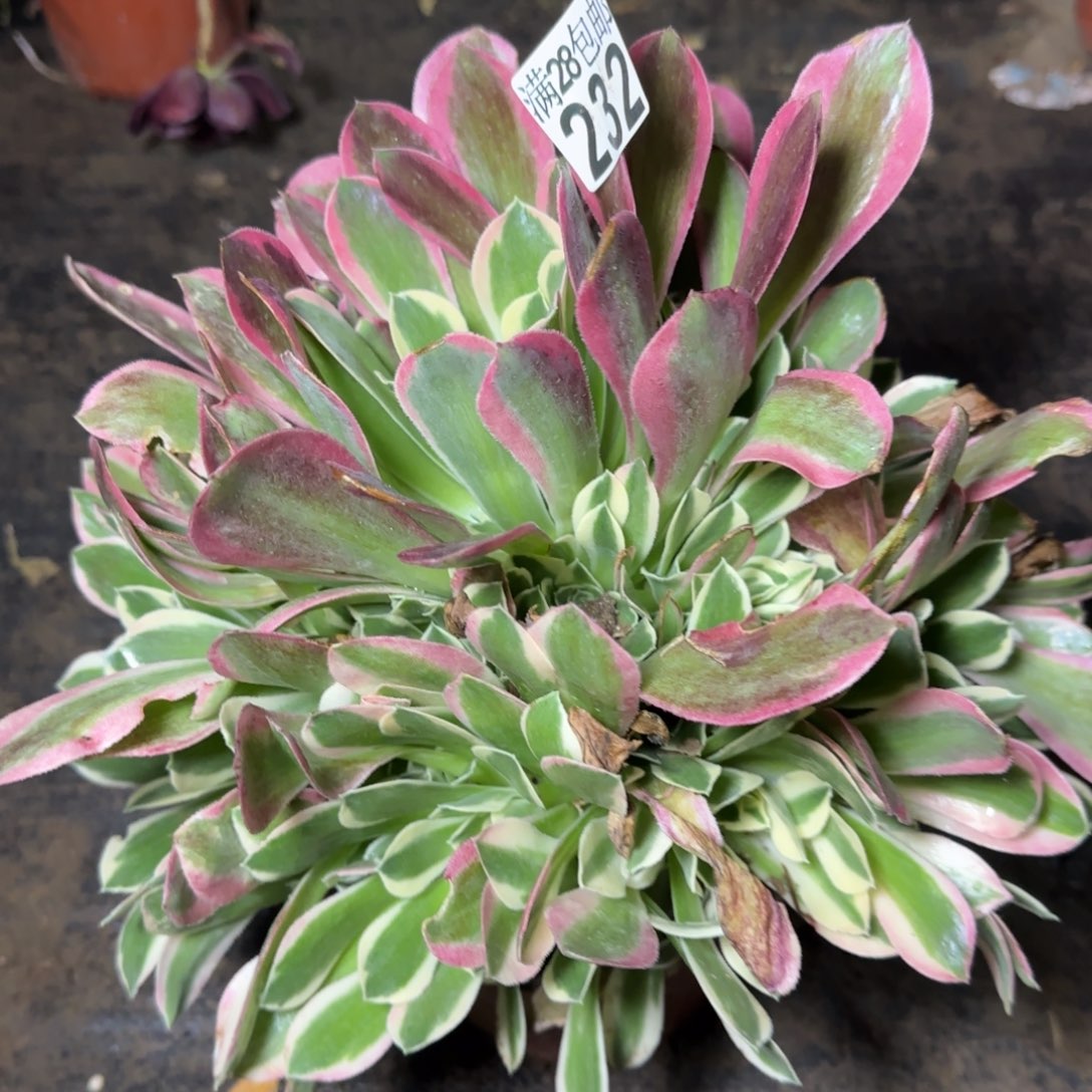 白凤多肉232满28包邮断枝不包