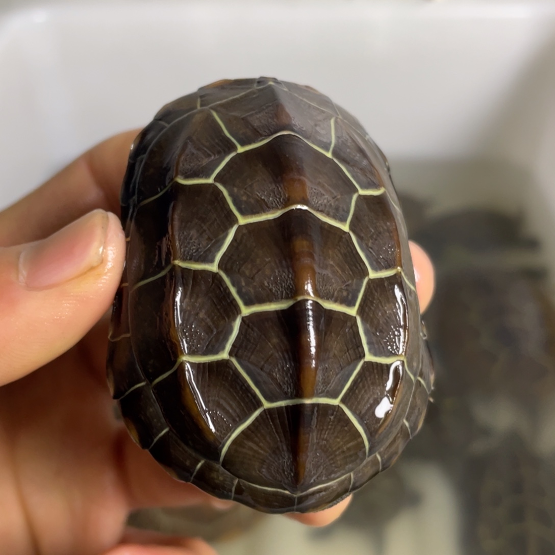 苏北金线冷水草龟