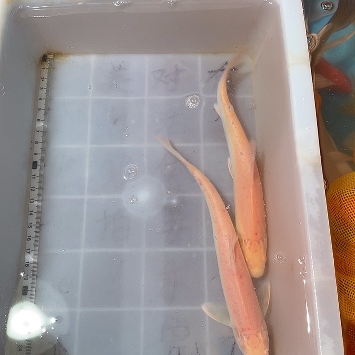 蝴蝶鲤鱼渔场直发24