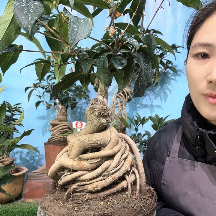 张***w无花朵四季丹111111