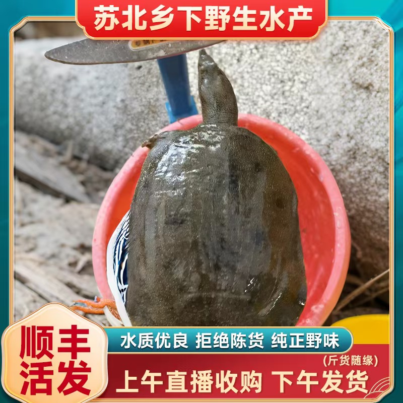 （改价用）野生鲜活甲鱼，顺丰包邮营养丰富