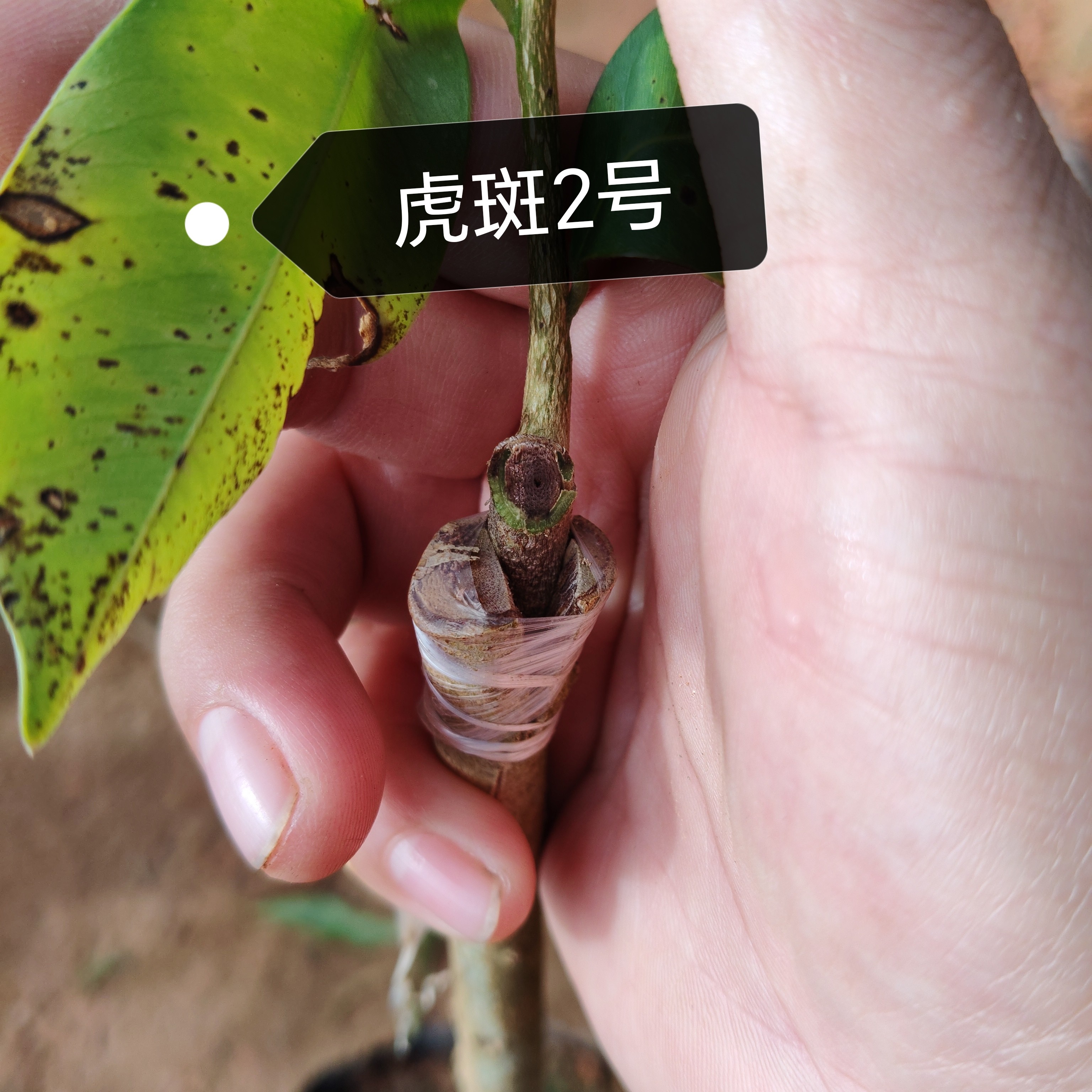 国香品种，虎斑2号10棵