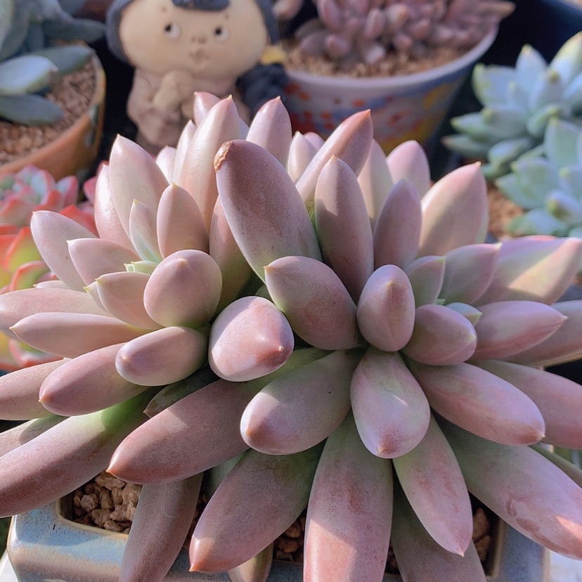 【闪购商品】彩虹哥特