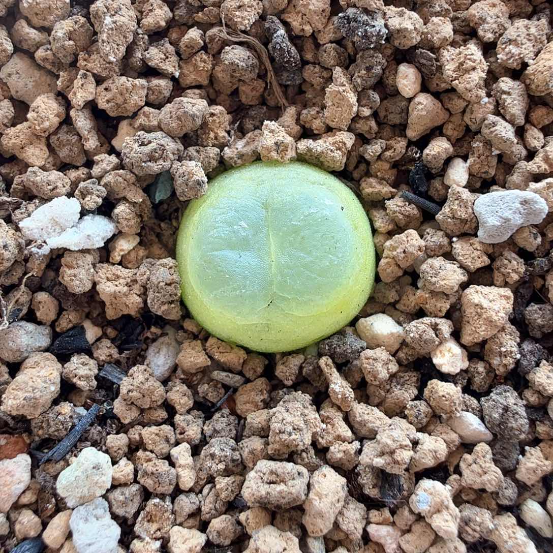 2.1.55/1.1厘米紫皮拉登