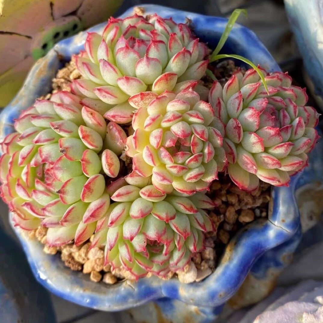 小红船多肉植物红色简单适合室内阳台迷你盆栽