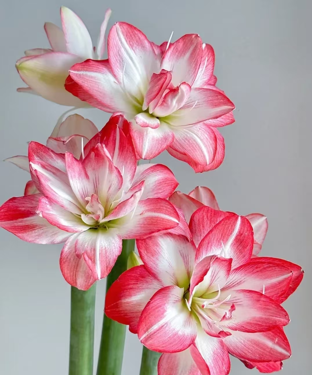 【朱顶红花孔雀切花链接】鲜切花美观养护