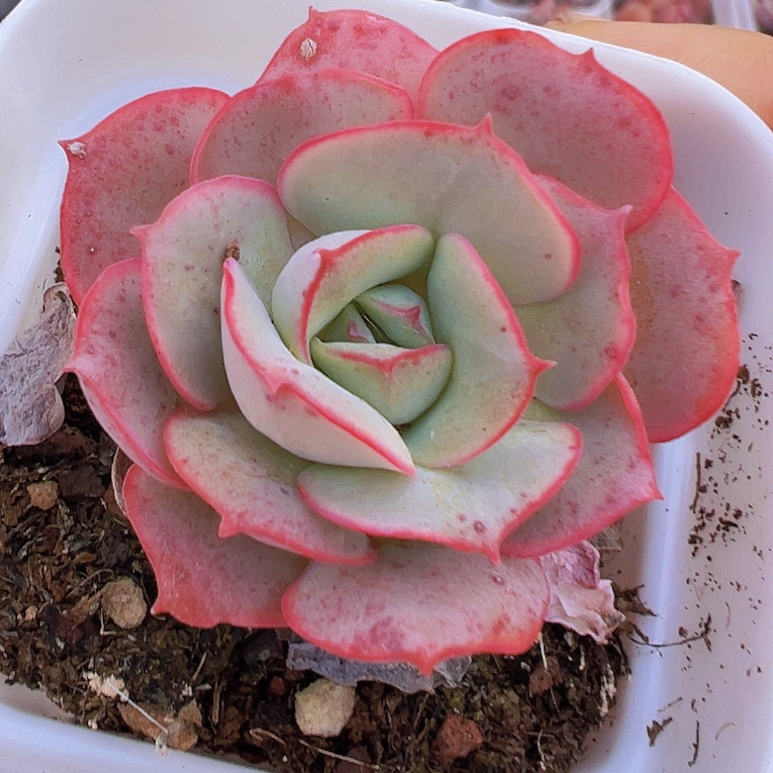 克罗地亚2颗多肉植物