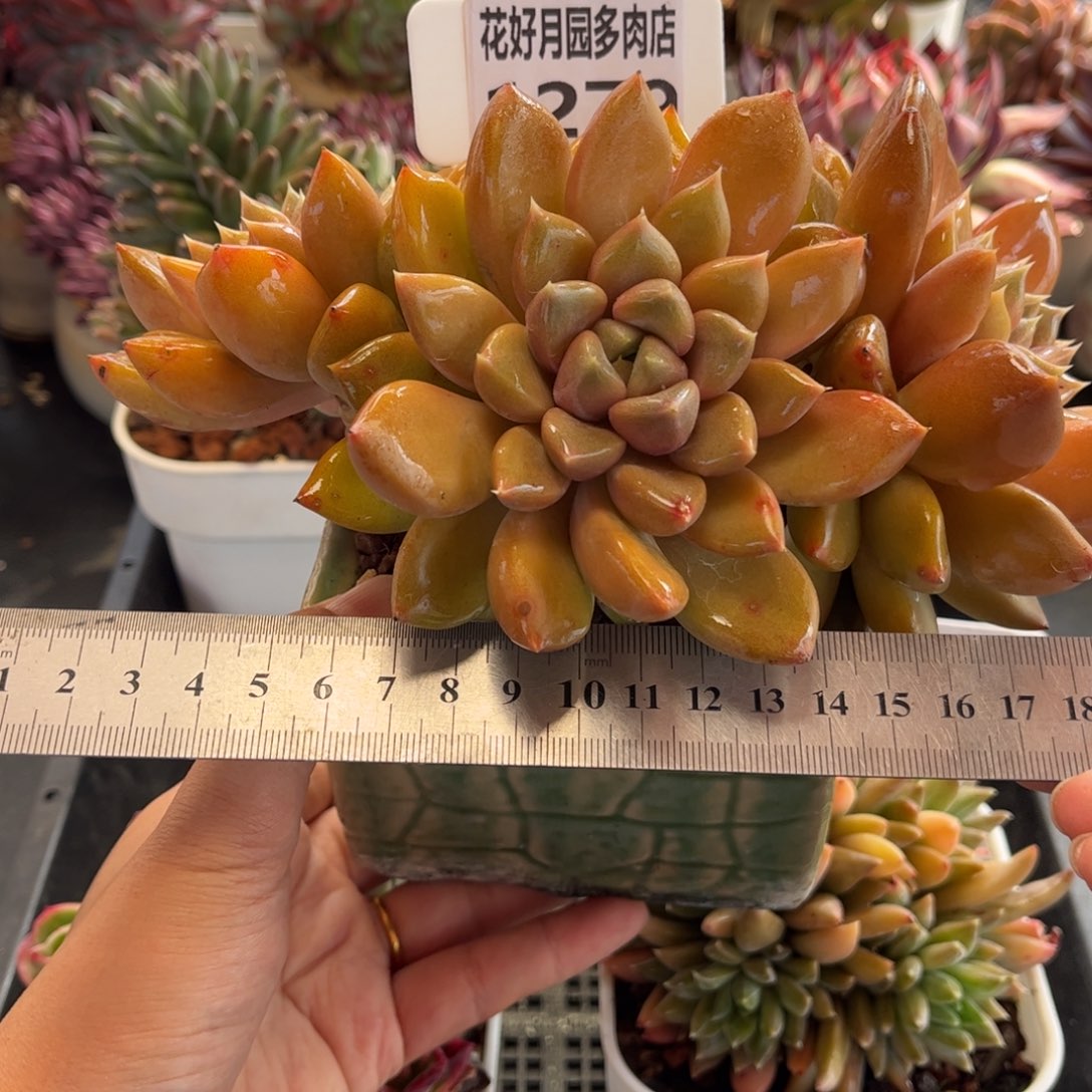 1279 天冷必拍保温箱