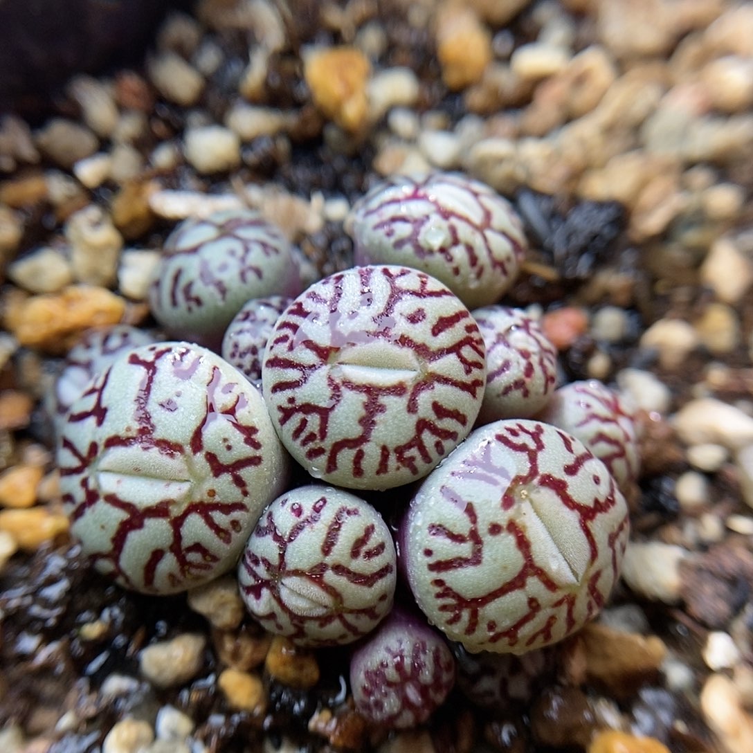 714墨小锥一颗包邮