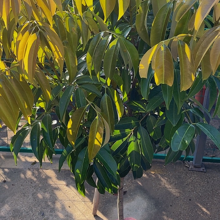 ****起完全开放果树8888888