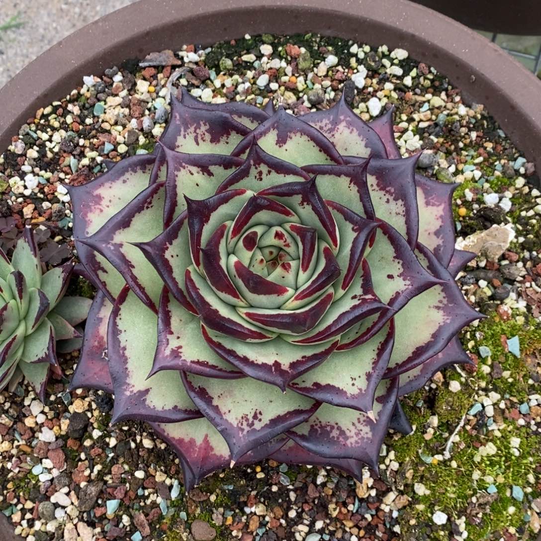 一****道圆宽➕天刃侧芽（总价）B-25.11.8