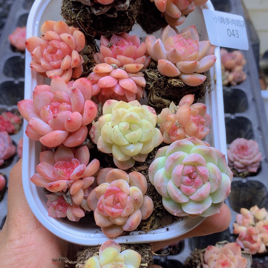 我要去看你的电影啦043