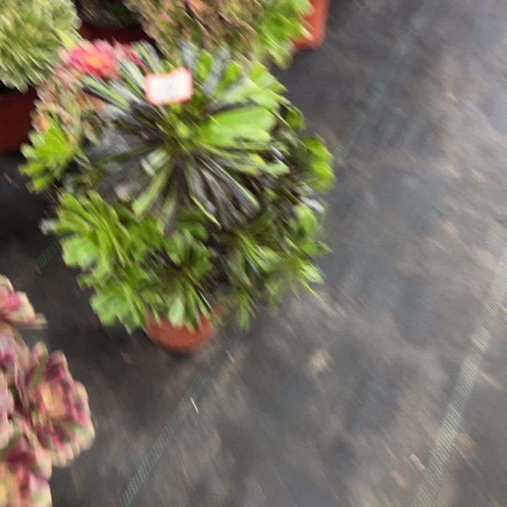 16号水墨丹青法师多肉植物