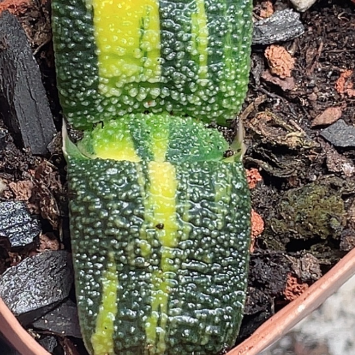 用***0客户专拍一物一拍福利价