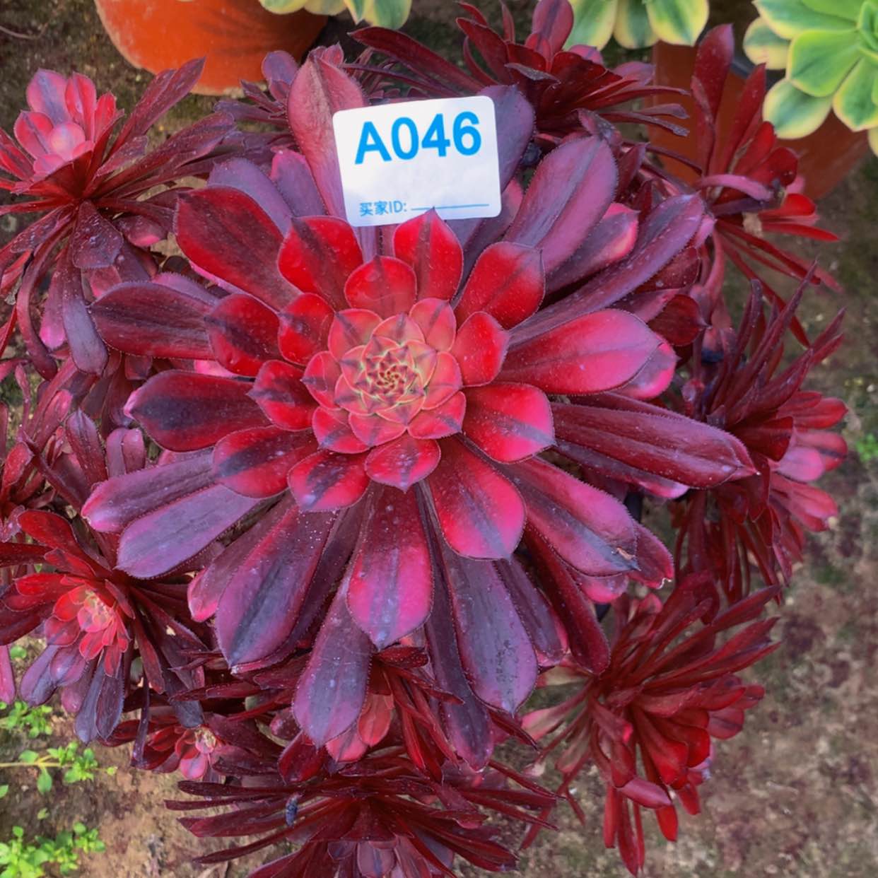 【闪购商品】46铜壶黄多肉