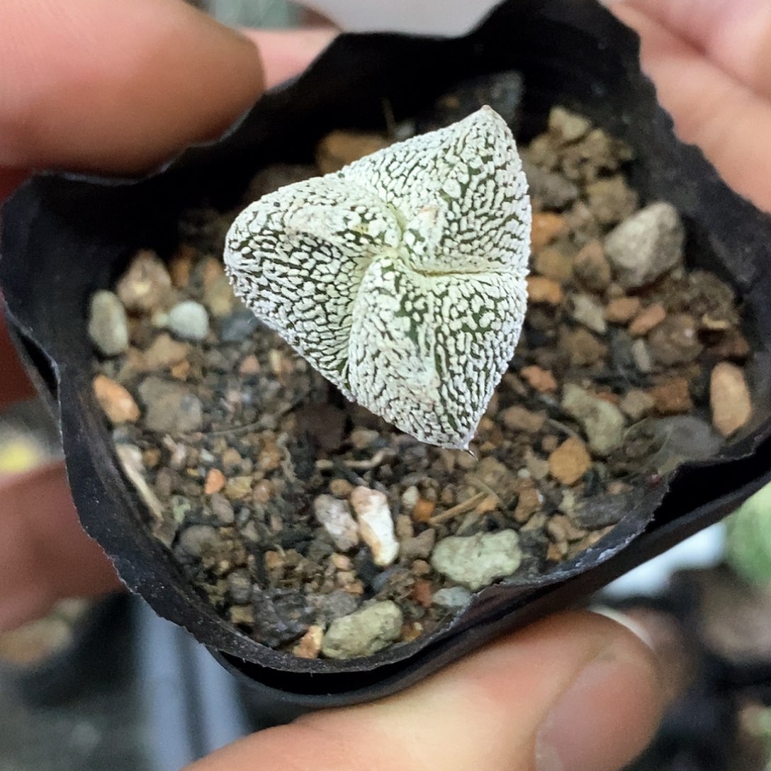 孤品实生特选株浓白三角恩冢鸾凤玉带V56号