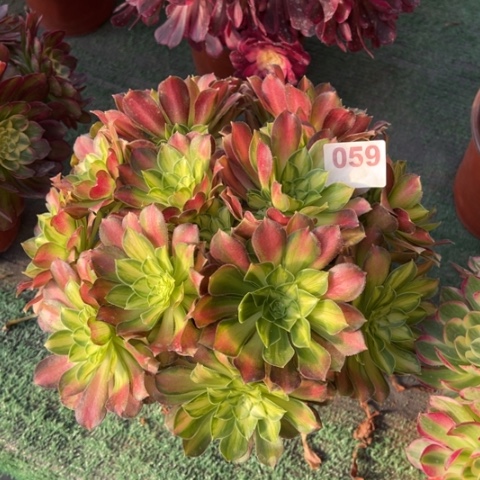 059韶华朵朵多肉，