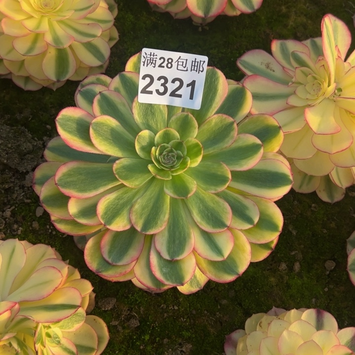 2321南完白多肉植物