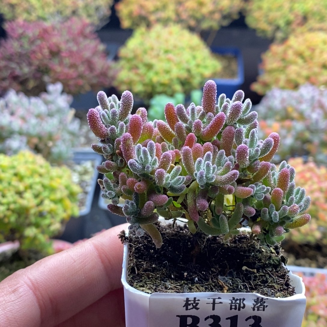 难***解紫冰313。             