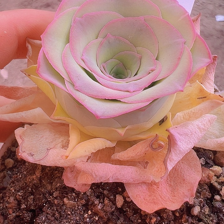 山地玫瑰多肉植物226