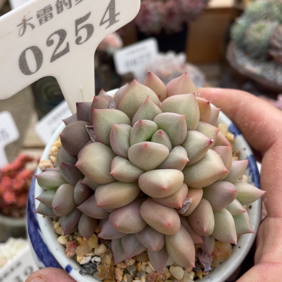 0254象牙不带盆8厘米