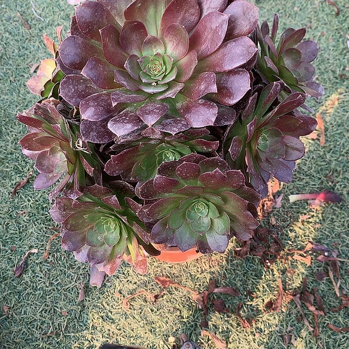 217赤焰莲多肉植物