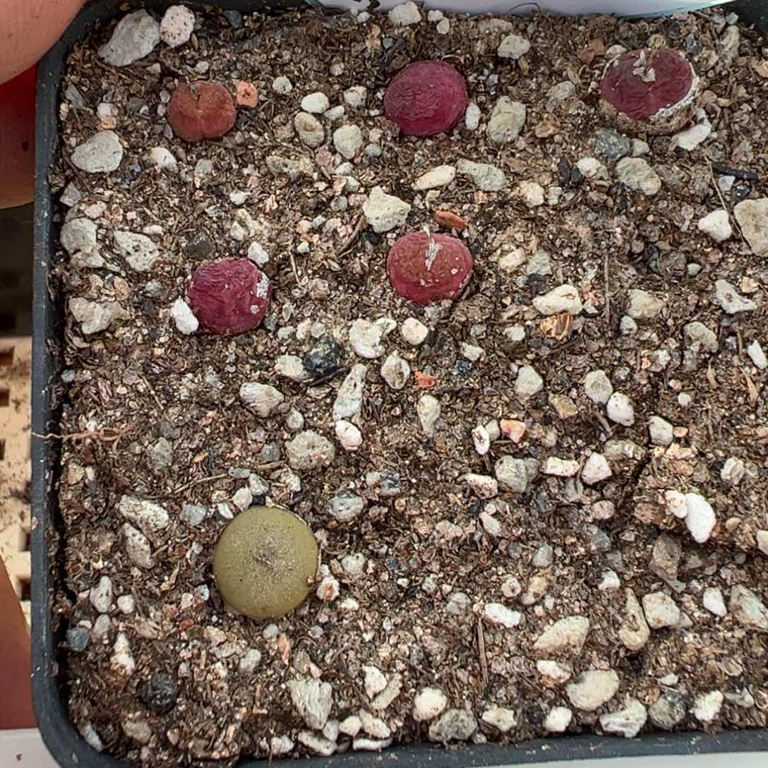 15-135肉锥多肉植物，