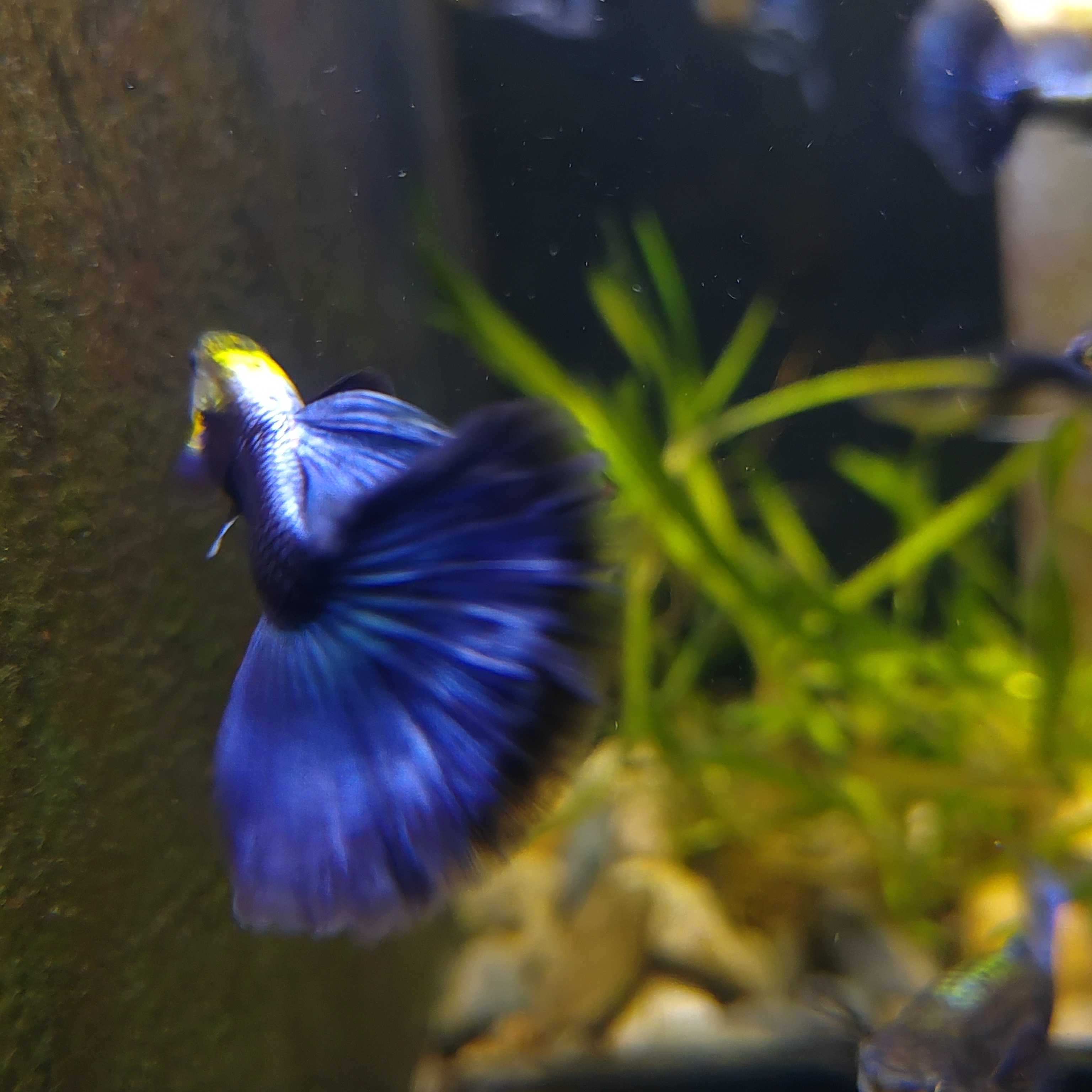 蓝礼服，4厘米左右，6条，其中2条备损