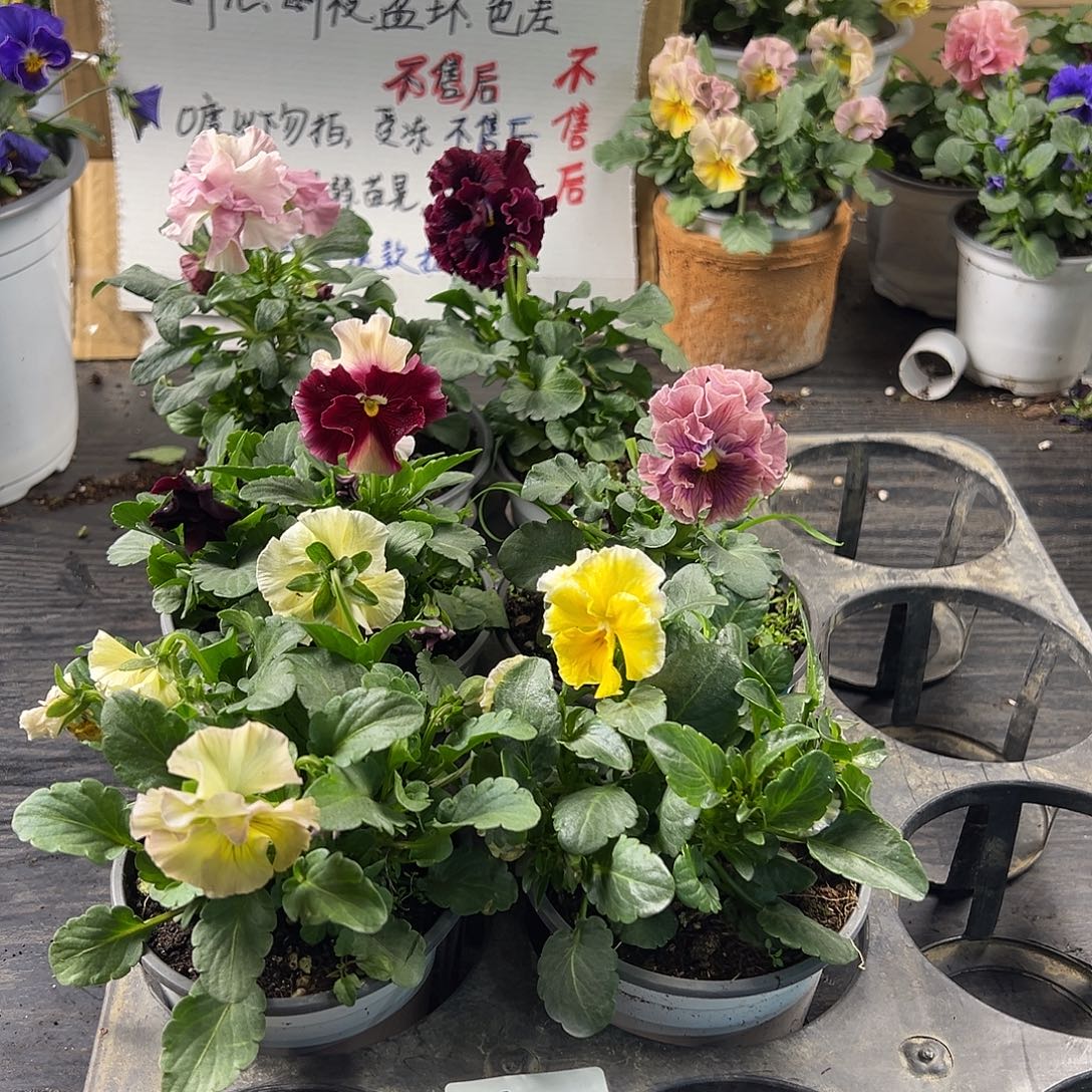 大部分花苞少量开放341号