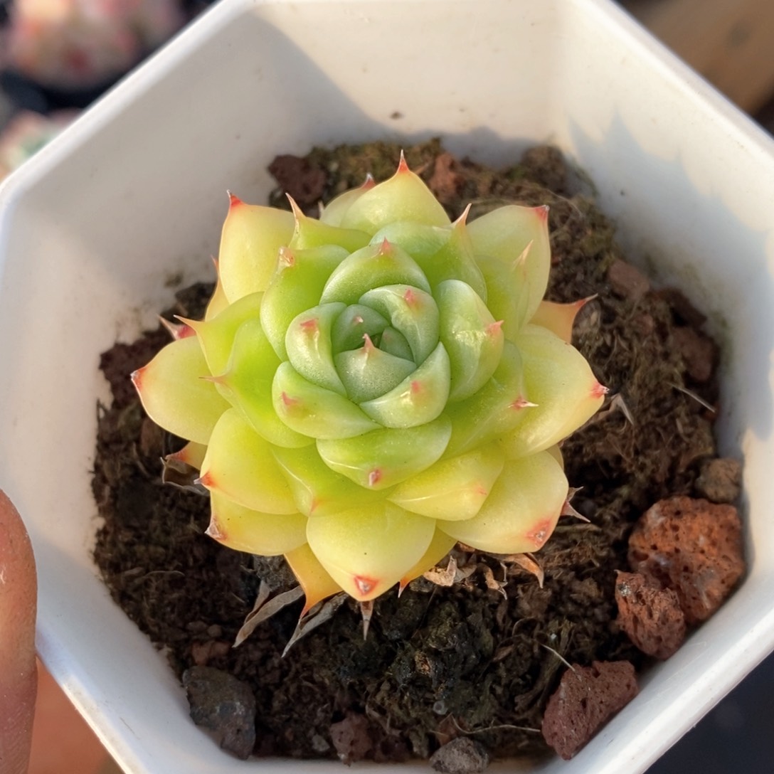 精品多肉一物一拍113