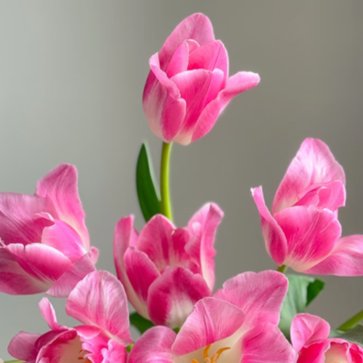 郁金香：小仙女郁金香1扎