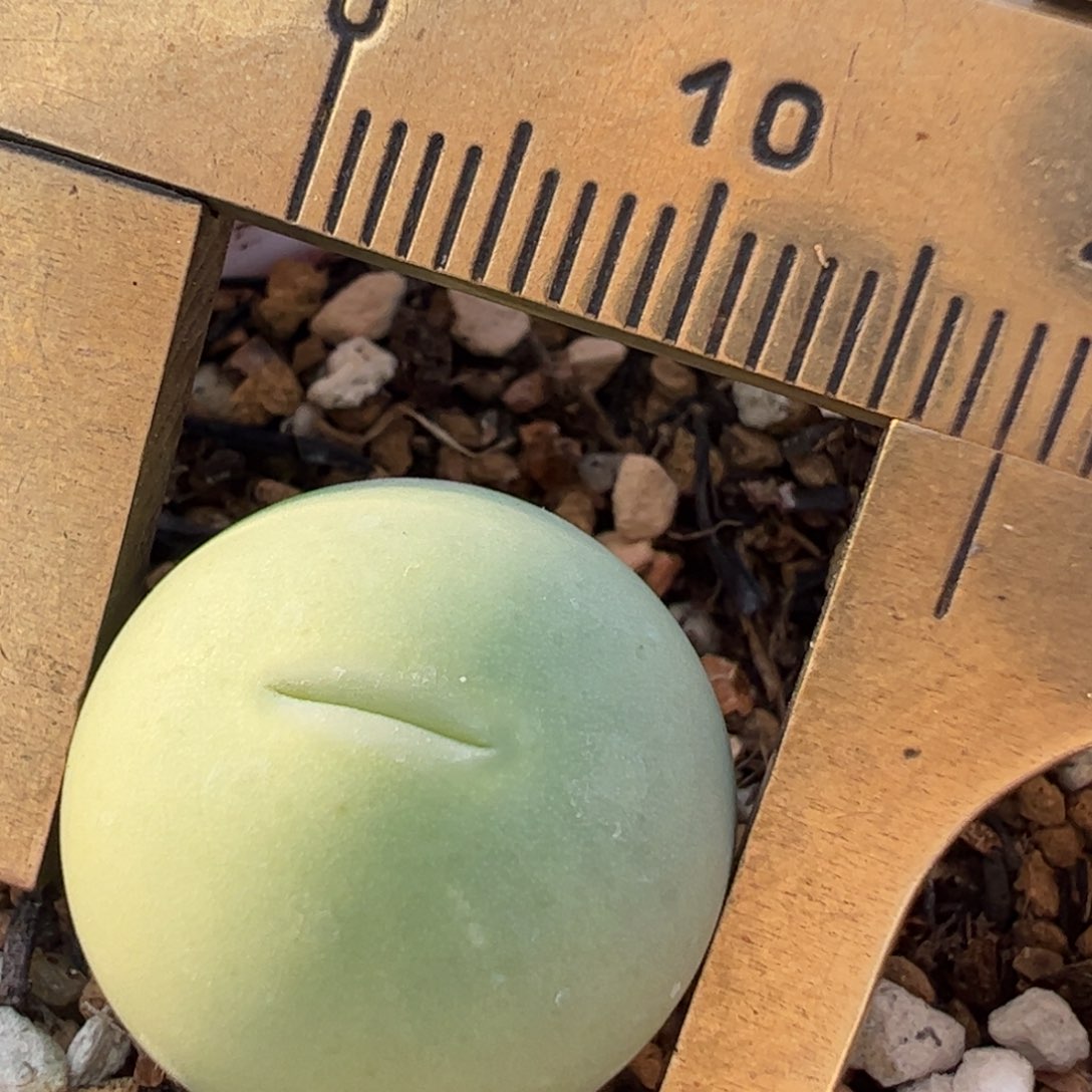 1.8厘米鸽子蛋多肉植物百科