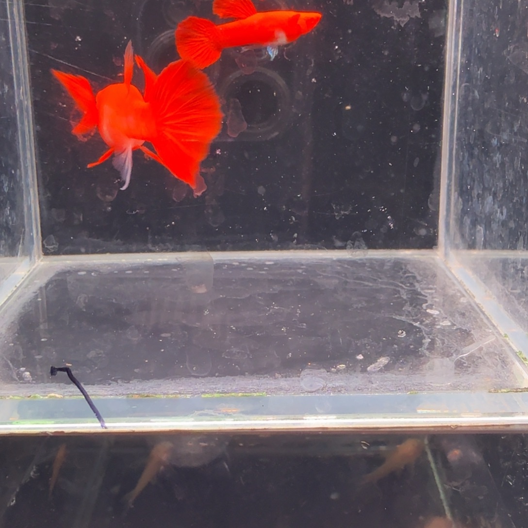 孔雀鱼鸿运当头双份水缎带1对