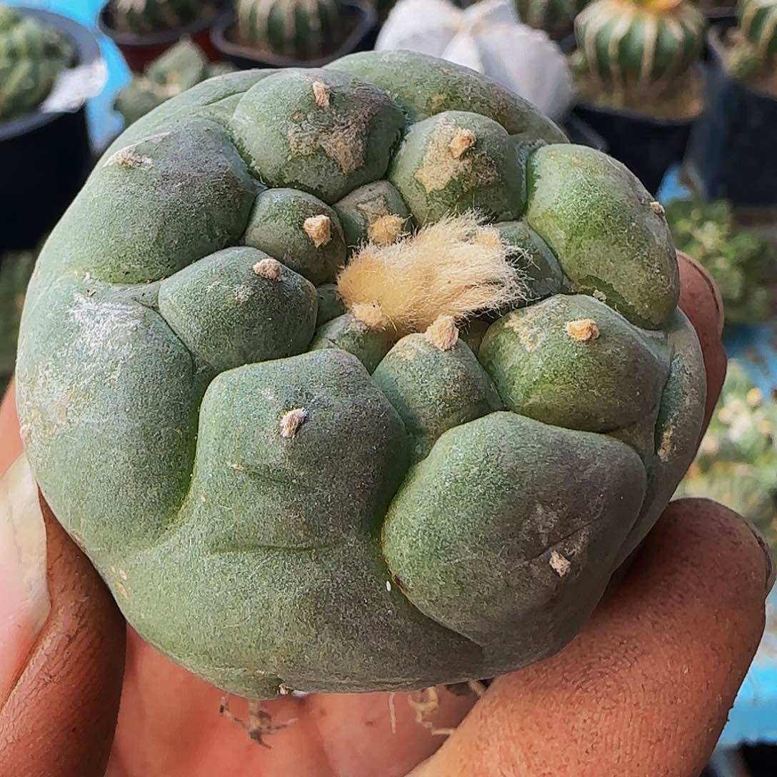 白肌大尤282萝卜根