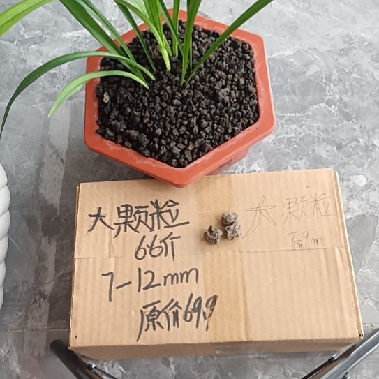 池***子兰菌黑山土大颗粒6.6斤