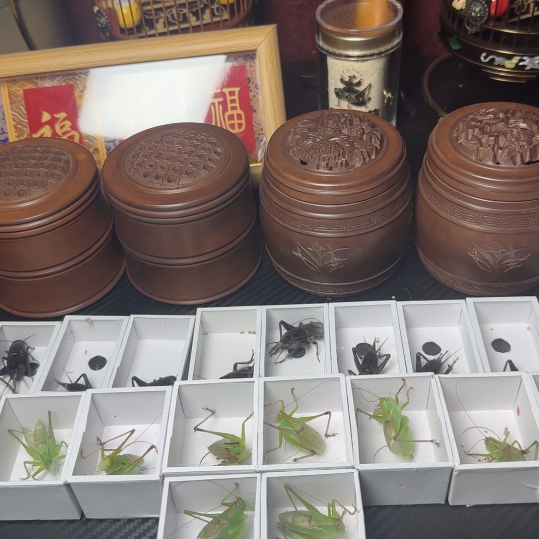 平***樂蝈蝈四个黑虫三个竹蛉