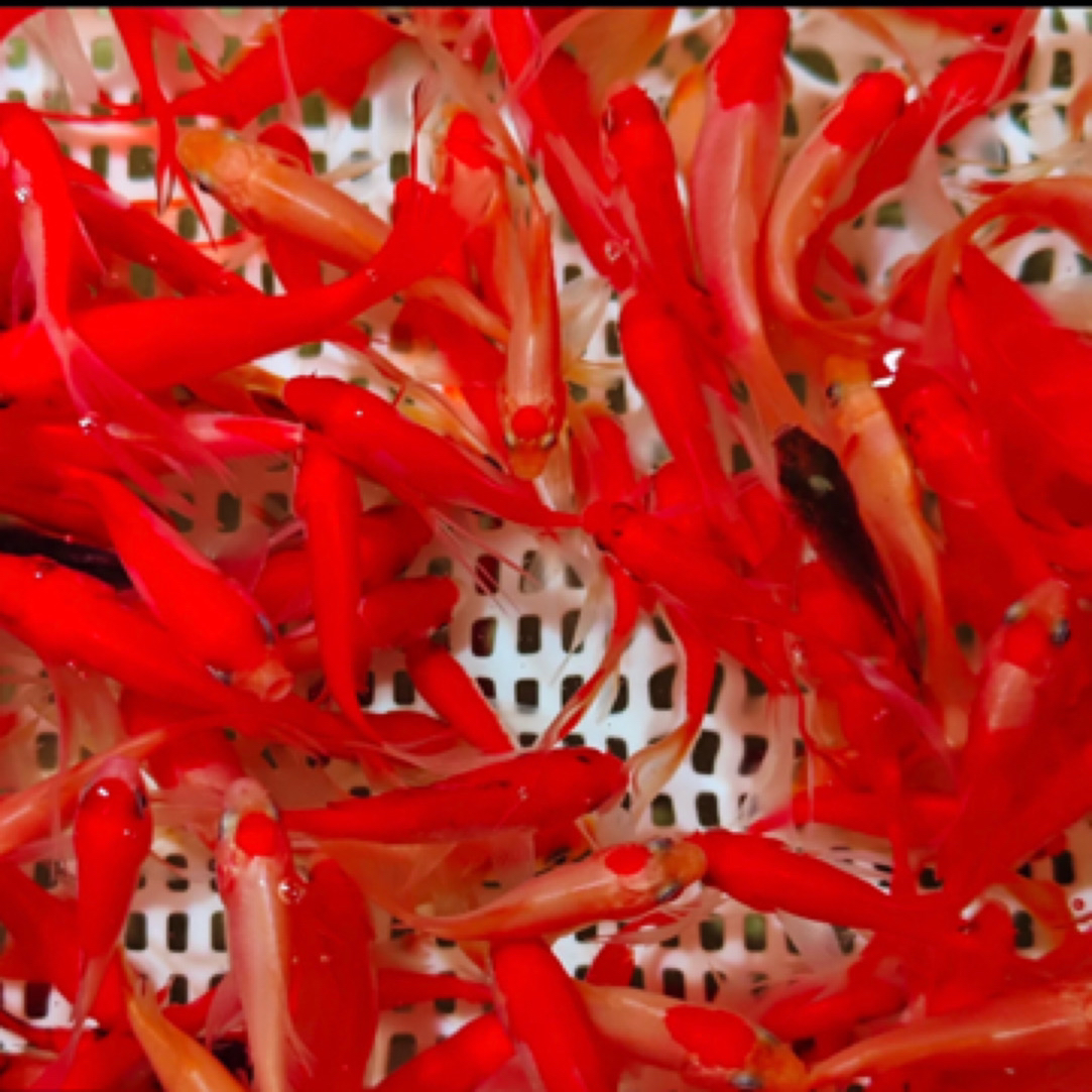 25条樱花火焰红草金5-7公分 好养温顺颜色混搭不指定全国包邮包损