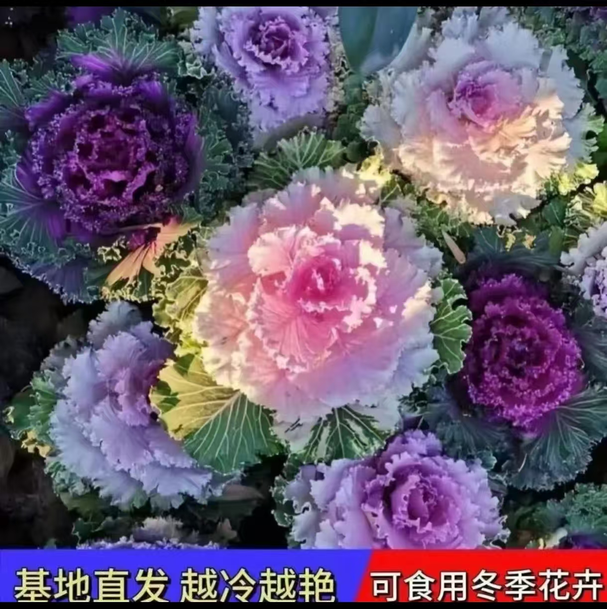 【新疆包邮】羽衣甘蓝盆栽 耐寒好养 适合庭院 阳台