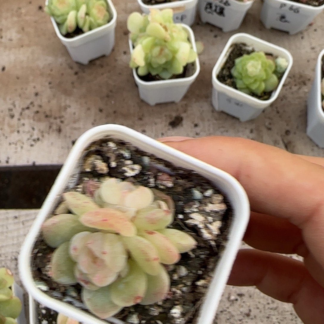 白冰2号盆桌上一个满25包邮