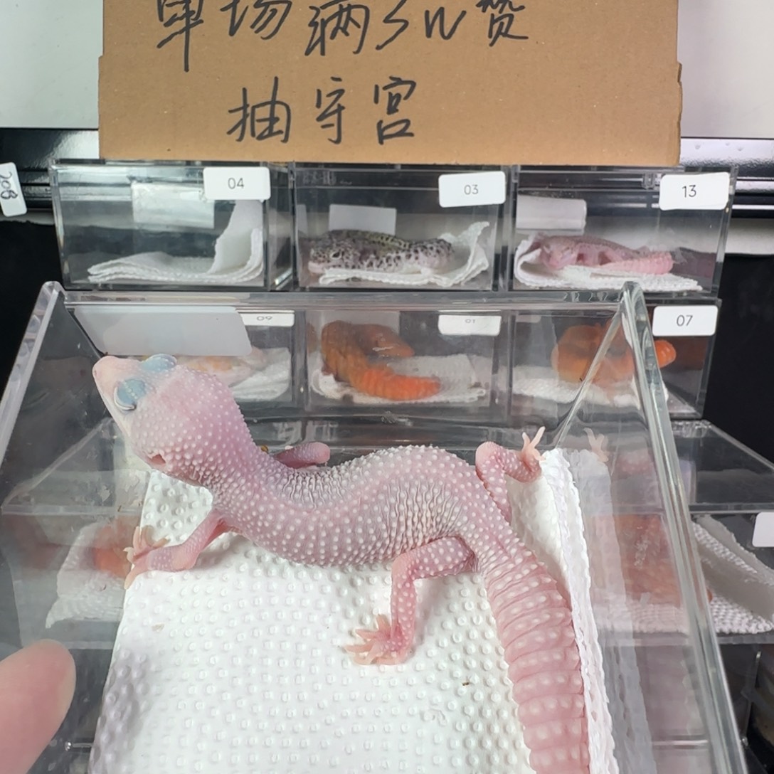 豹纹守宫雪花恶魔白酒妹妹