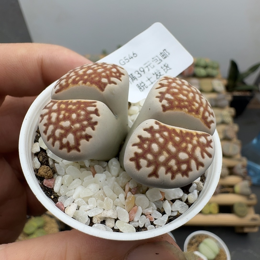 546多肉哈哈哈哈哈哈哈哈