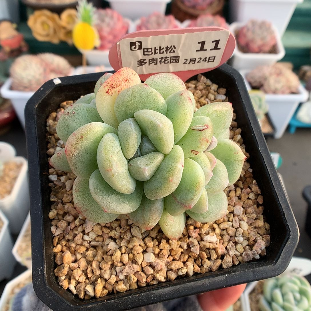 11三头灭心异色冰魄石化