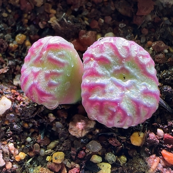 开播福利来啦。 141