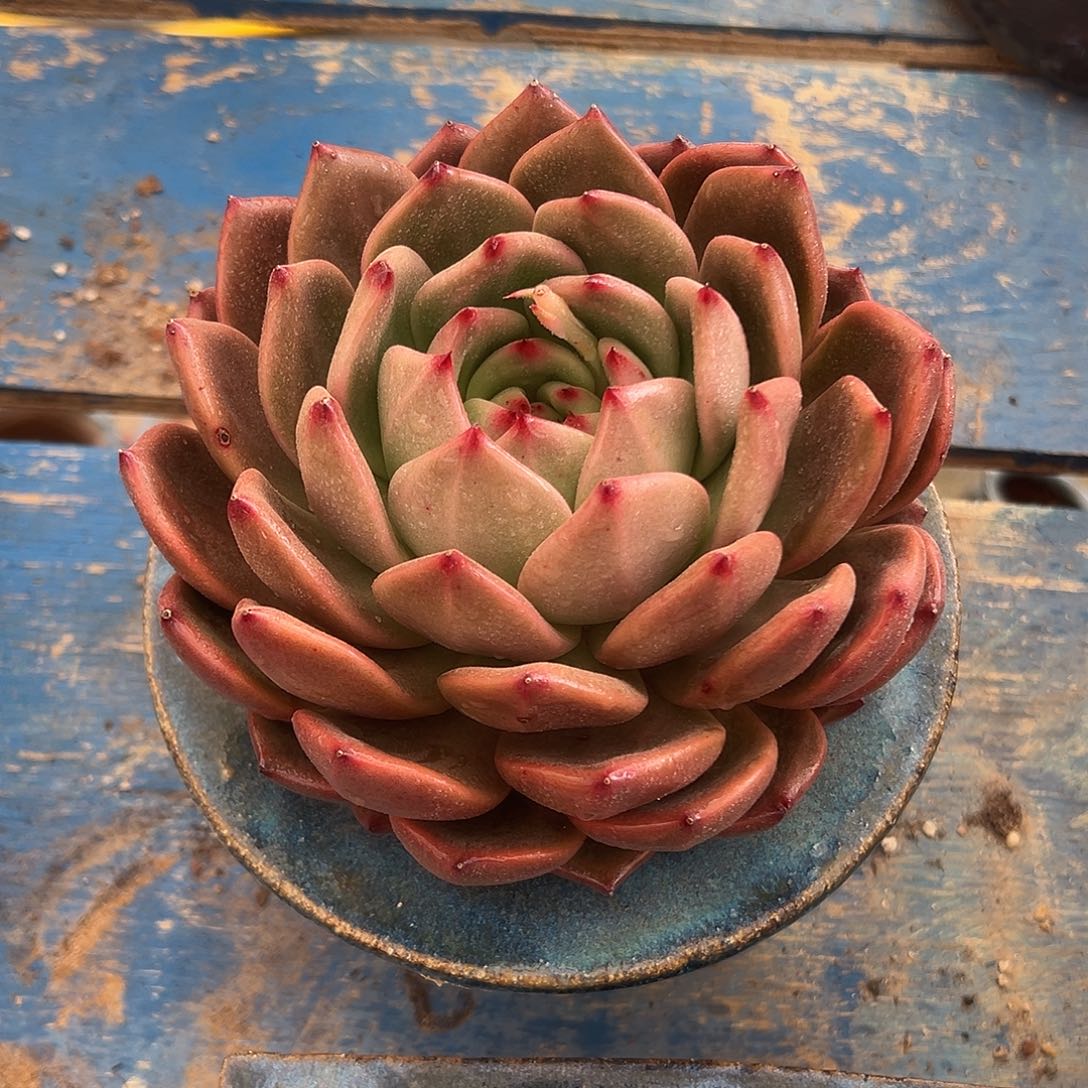 原始红钻石多肉植物
