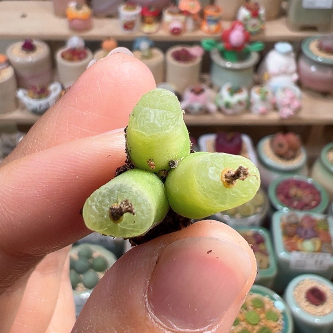 多肉植物48号三头毛
